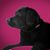 Sandra Neptune Goller's profile image