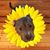 Tracy Rychart Melton's profile image