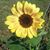 Marjie Munnings Bryant's profile image