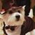 Angie Ankica Buffa's profile image