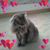 Sharon Fuerstenberg Greenside's profile image