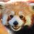 JC Pennington's profile image