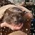 Karen Gensimore Legerski's profile image
