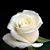 Jeri Young's profile image