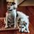 Susan Munz Rash's profile image