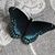 Jen Lee Sibley Foti's profile image