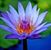 Cynthia Diane Carey's profile image