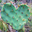 Pickles Penniweather's profile image