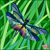 Renai Shaeffer's profile image
