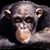 Steve Galloway's profile image