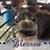 Sue Chapman's profile image