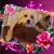 Rosemarie M Staveley's profile image