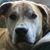 Delinda Andrews-Luinge's profile image
