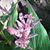 Irene Samuels's profile image