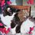 Kathren Ayers's profile image