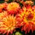 Eunice Drayton's profile image