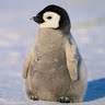 i_am_kevin_the_penquin's profile image