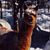 Linda Woodmansee Clancy's profile image