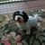 Deborah Ann Nicolini's profile image