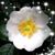Nisreen Eid's profile image