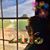 Noemy Botelho Greenlees's profile image