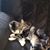 Susan Johnsen's profile image