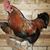 Bill Hamback's profile image