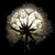 Miranda Thompson's profile image