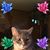 Phyllis Snyder's profile image