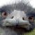 Kat Kline's profile image
