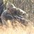 Forest Hagel's profile image
