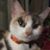 Summer Harley Vogel's profile image