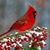 Tony Santangelo's profile image