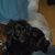 Rese Michelle's profile image
