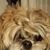 Lisa Levitsky Laventure's profile image