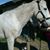 Dawn Chamberlin Weisz's profile image