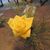 Sheila Dennis's profile image