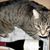 Jessalyn Swank's profile image