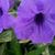 Debbie Howell's profile image