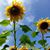 Linda Greico Robinson's profile image
