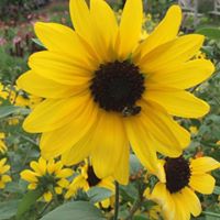Janine WS's profile image