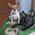 Lori Botello's profile image