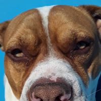 Scotty Raymer's profile image