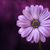 Carol Arend's profile image