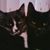 Heidi Streifling's profile image