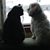 Pat Krogman Risberg's profile image