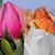 Star Gardenia's profile image