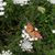 Carolyn L Boone's profile image