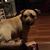 Anna Marie Comeau Starratt's profile image