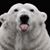 Bill Rothe's profile image